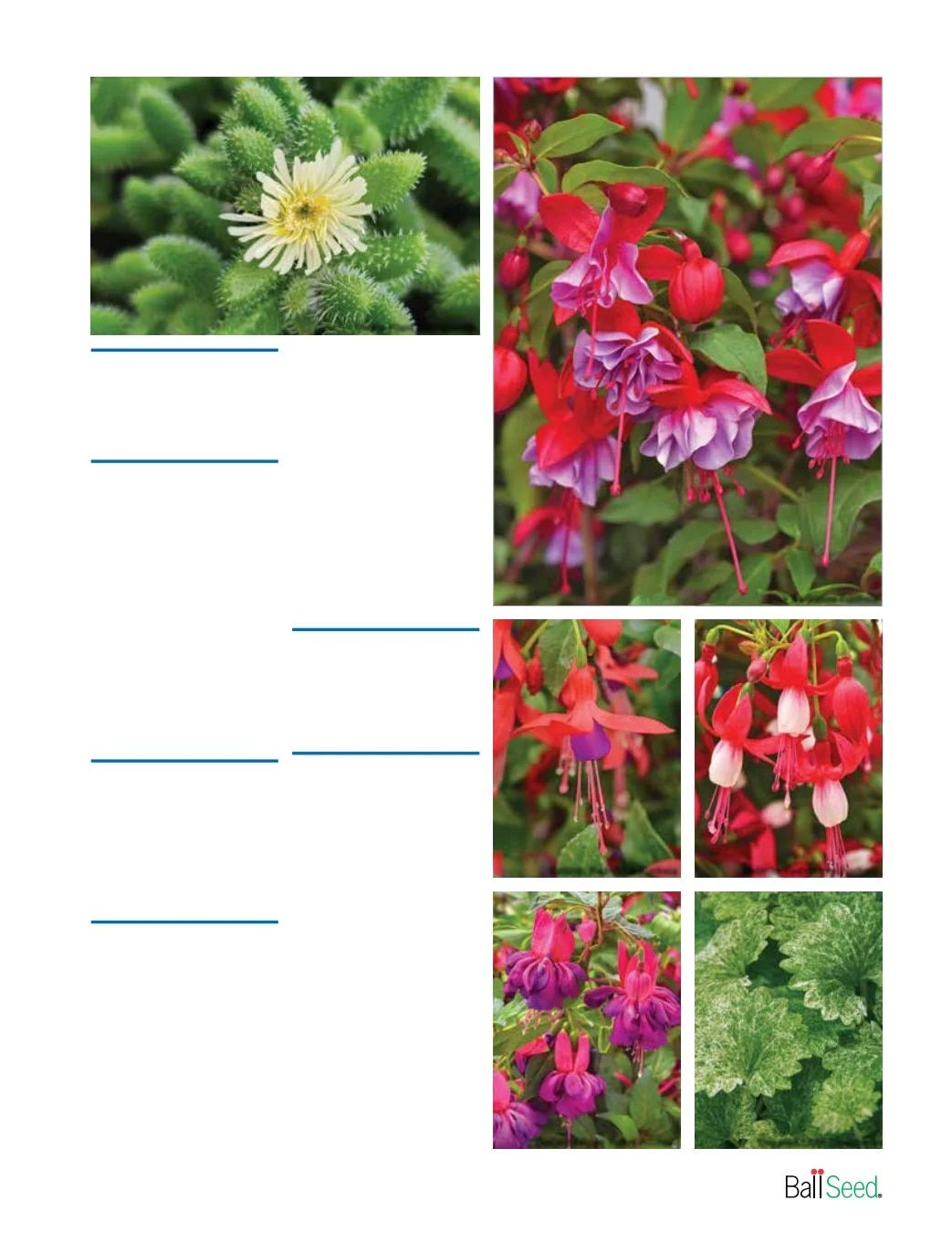 Ball Seed New Varieties Catalog Weekly Ad August 1, 2026 - December 31, 2027