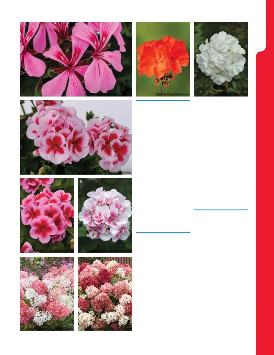 Ball Seed New Varieties Catalog Weekly Ad August 1, 2026 - December 31, 2027