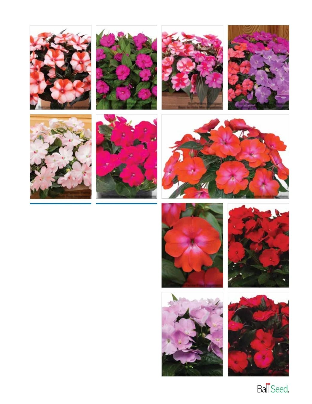 Ball Seed New Varieties Catalog Weekly Ad August 1, 2026 - December 31, 2027
