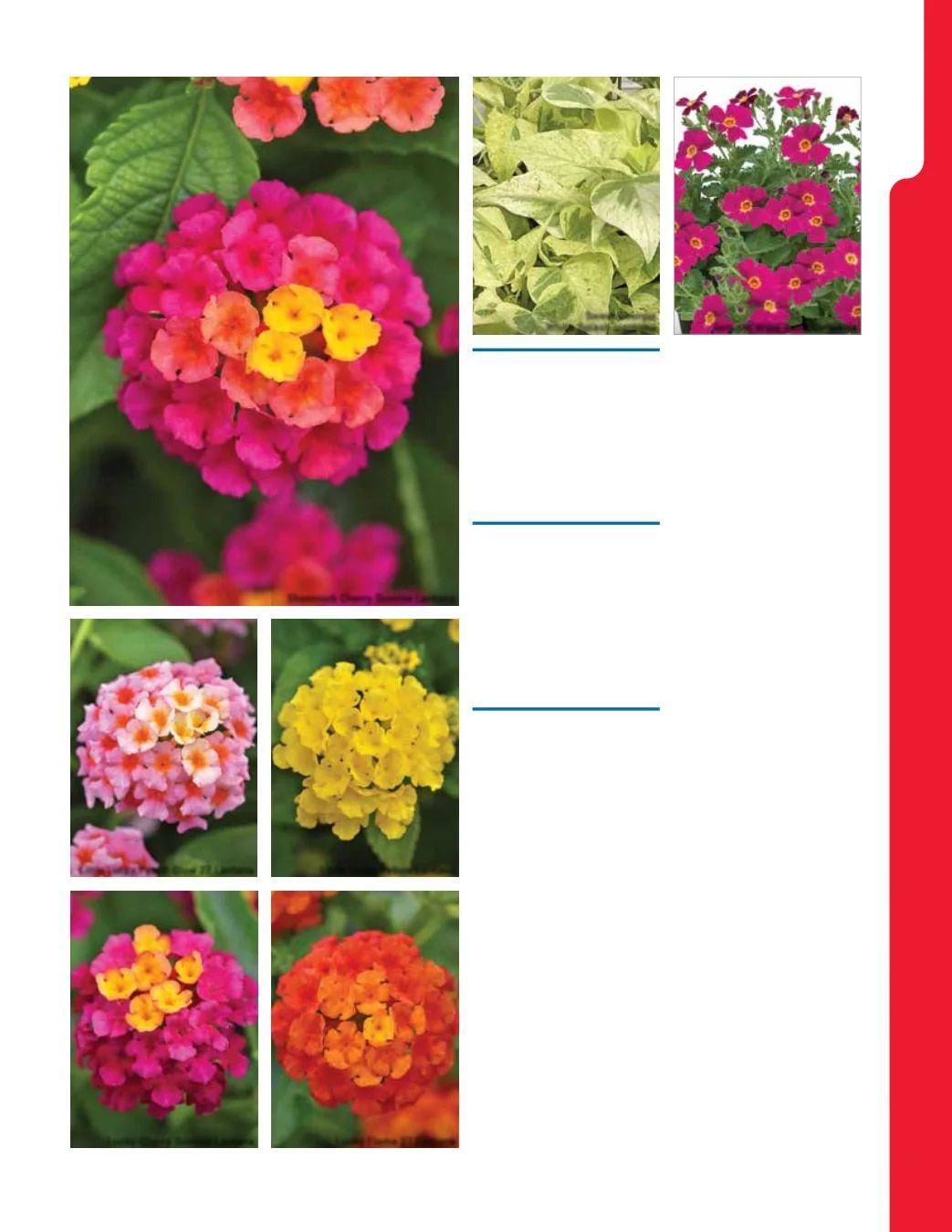 Ball Seed New Varieties Catalog Weekly Ad August 1, 2026 - December 31, 2027