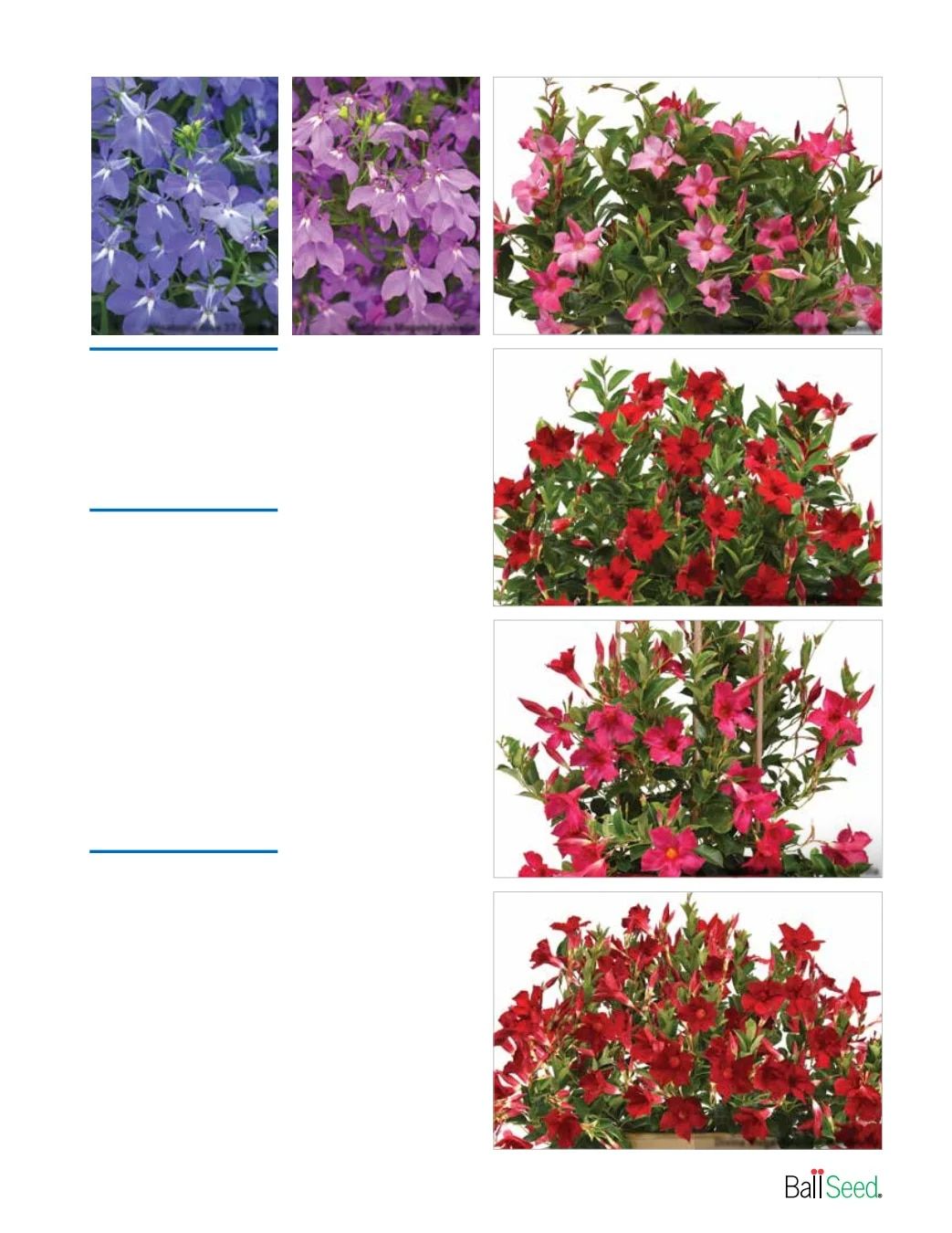 Ball Seed New Varieties Catalog Weekly Ad August 1, 2026 - December 31, 2027