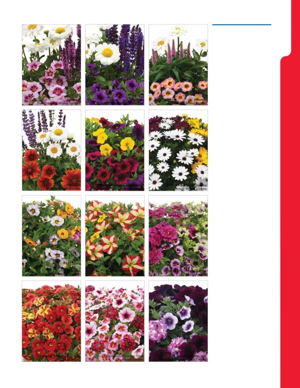 Ball Seed New Varieties Catalog Weekly Ad August 1, 2026 - December 31, 2027