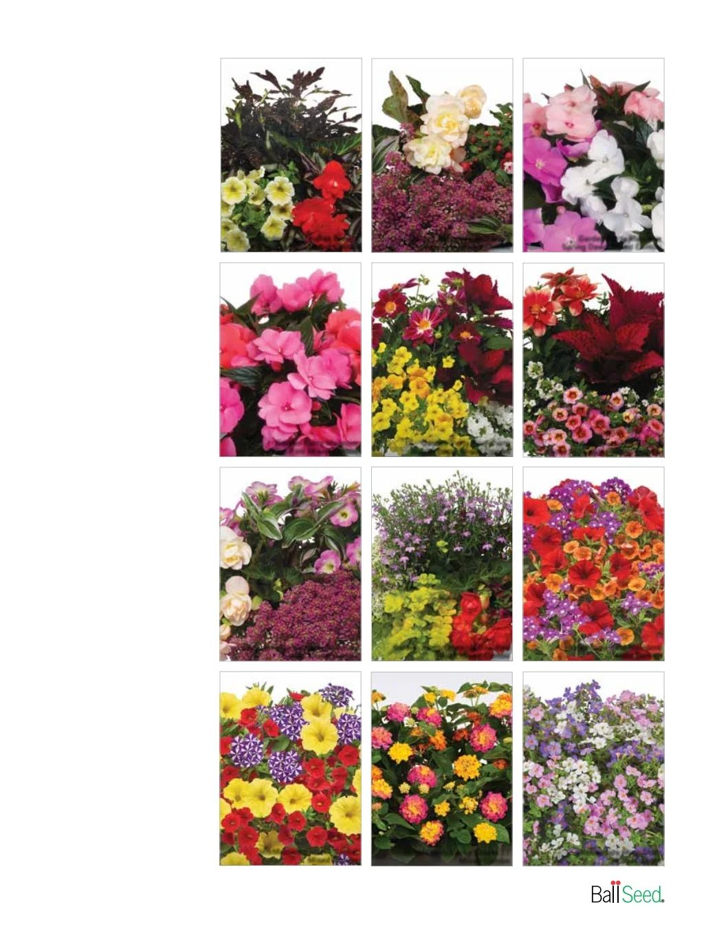 Ball Seed New Varieties Catalog Weekly Ad August 1, 2026 - December 31, 2027