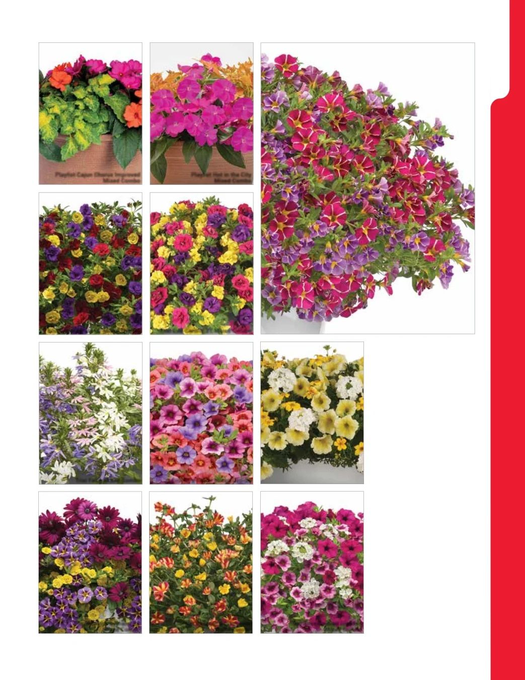 Ball Seed New Varieties Catalog Weekly Ad August 1, 2026 - December 31, 2027