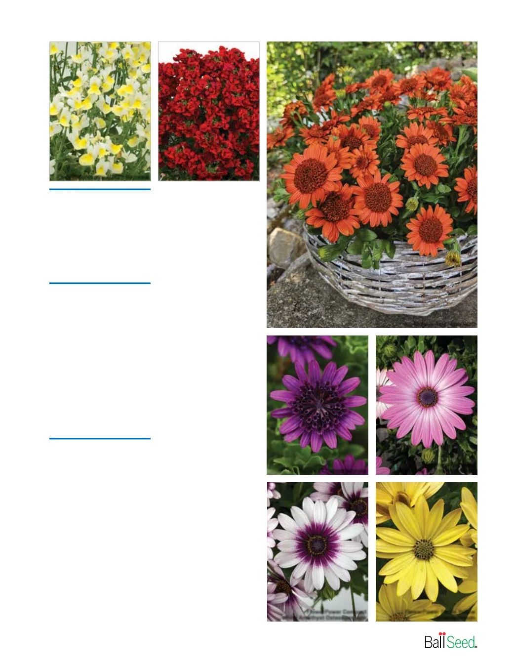 Ball Seed New Varieties Catalog Weekly Ad August 1, 2026 - December 31, 2027