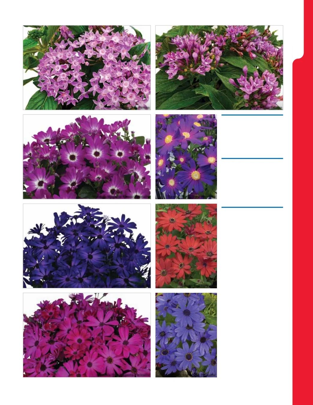 Ball Seed New Varieties Catalog Weekly Ad August 1, 2026 - December 31, 2027