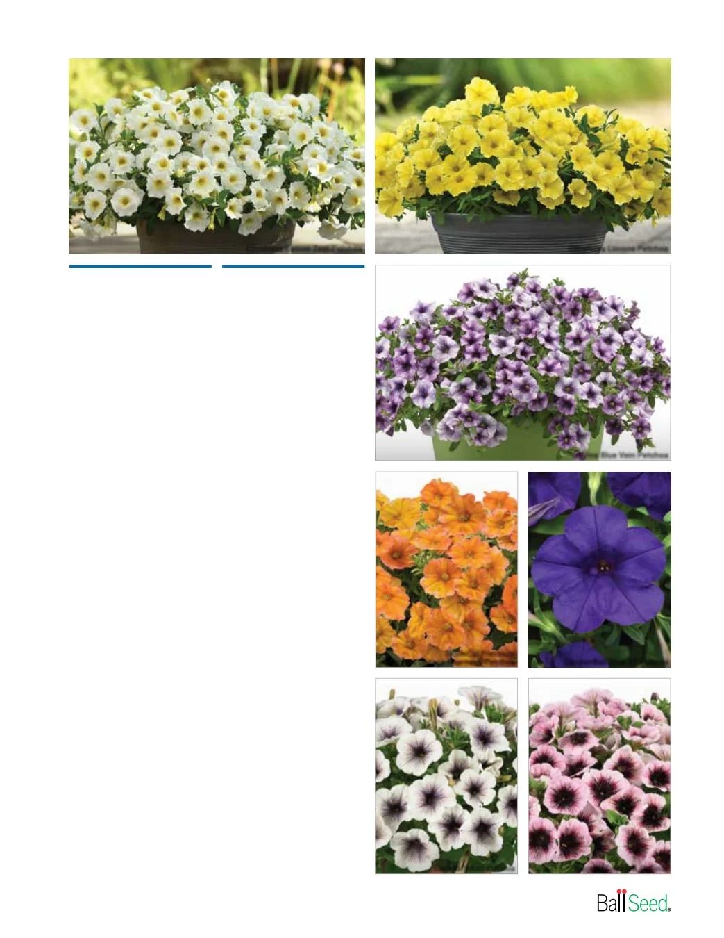 Ball Seed New Varieties Catalog Weekly Ad August 1, 2026 - December 31, 2027