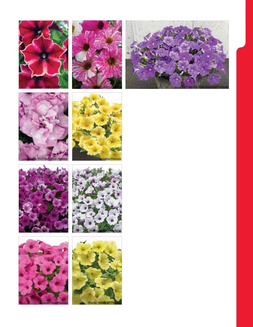 Ball Seed New Varieties Catalog Weekly Ad August 1, 2026 - December 31, 2027