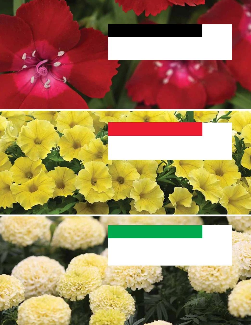Ball Seed New Varieties Catalog Weekly Ad August 1, 2026 - December 31, 2027