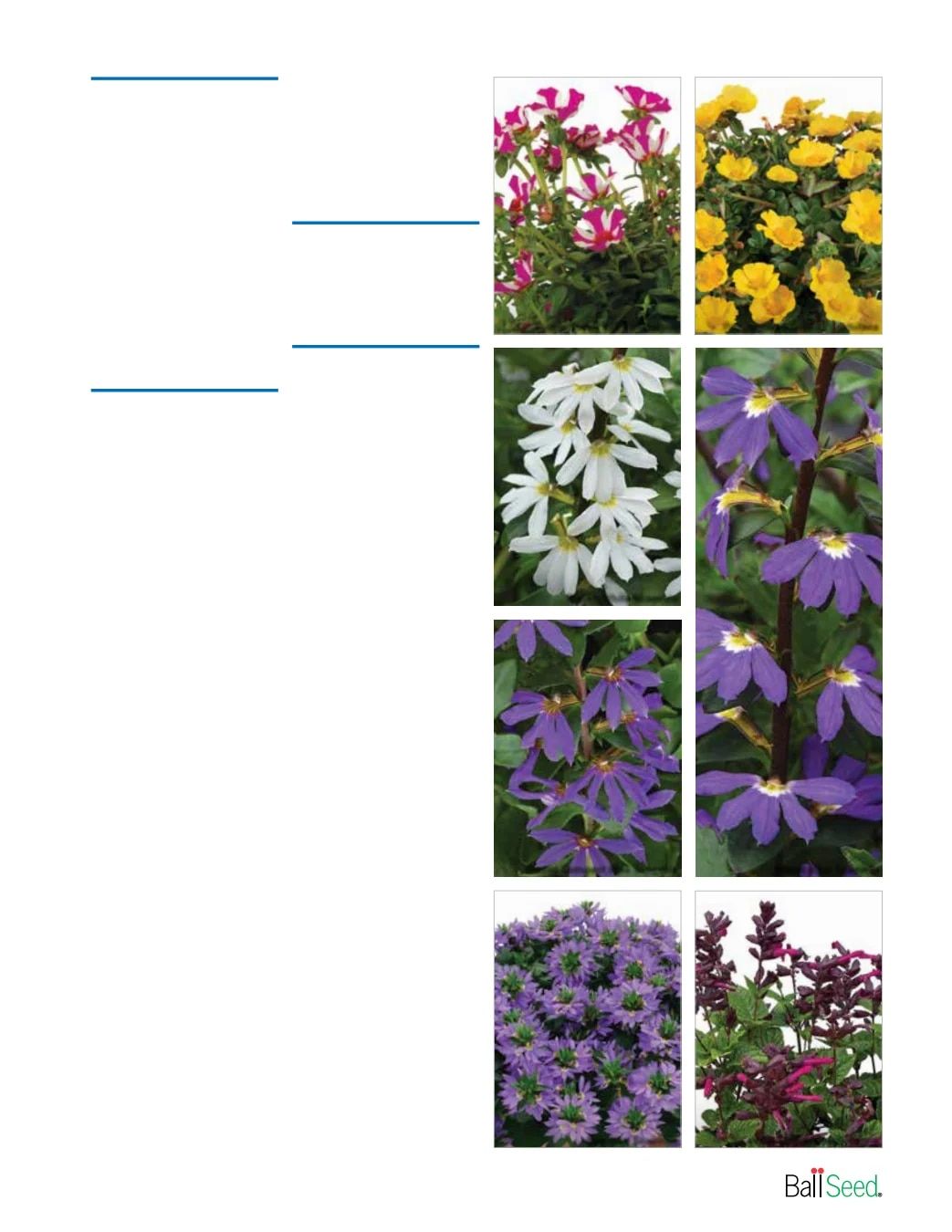 Ball Seed New Varieties Catalog Weekly Ad August 1, 2026 - December 31, 2027