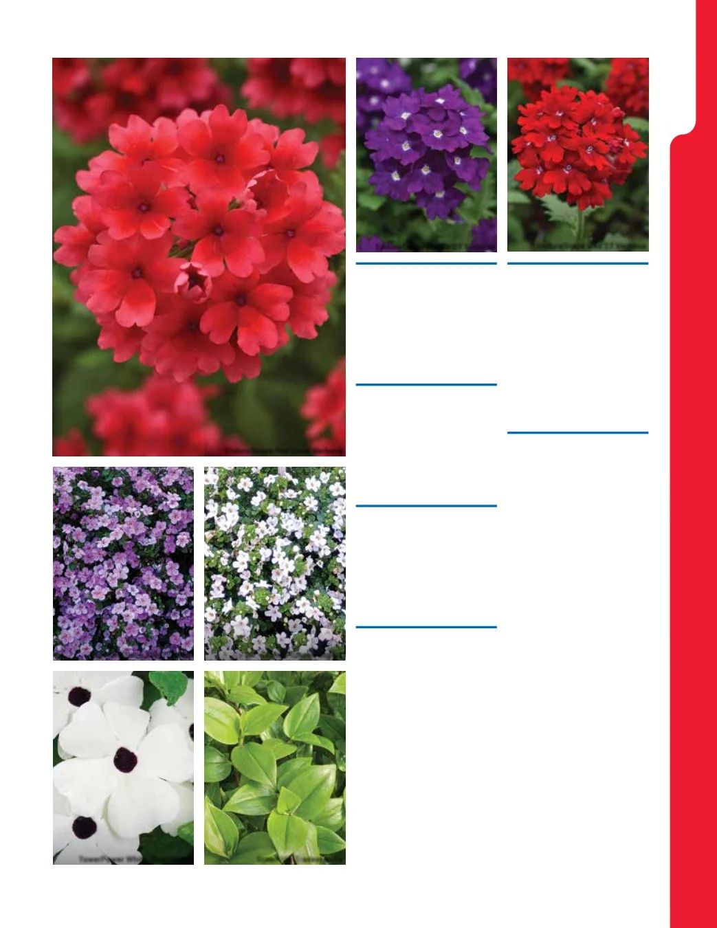 Ball Seed New Varieties Catalog Weekly Ad August 1, 2026 - December 31, 2027