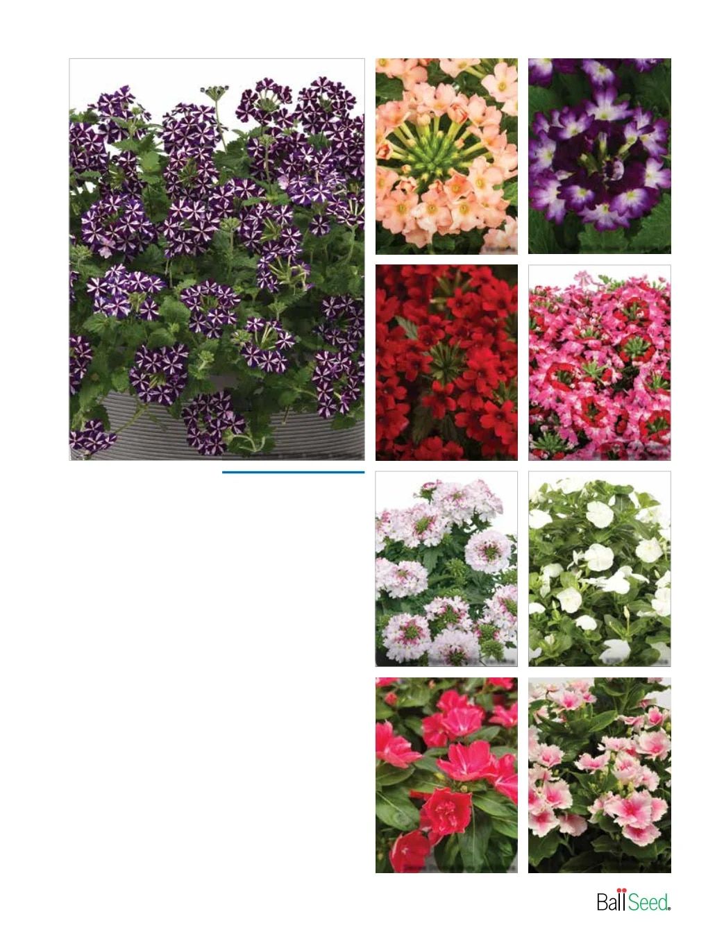 Ball Seed New Varieties Catalog Weekly Ad August 1, 2026 - December 31, 2027