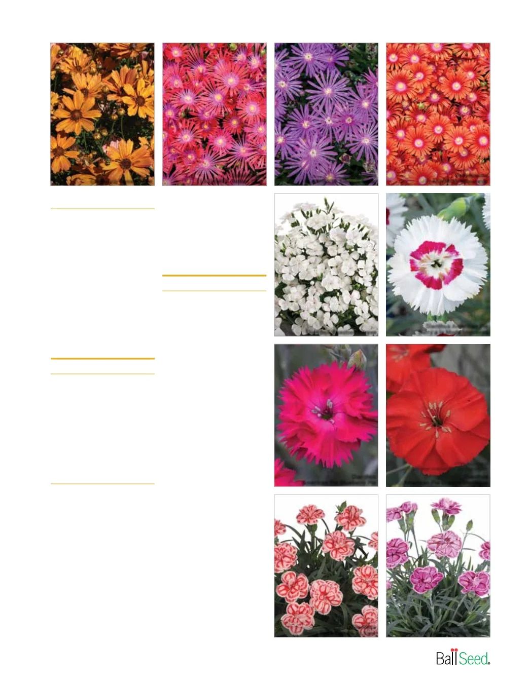 Ball Seed New Varieties Catalog Weekly Ad August 1, 2026 - December 31, 2027