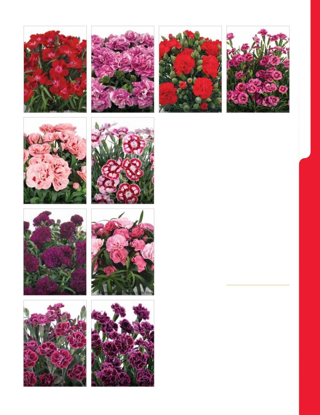 Ball Seed New Varieties Catalog Weekly Ad August 1, 2026 - December 31, 2027