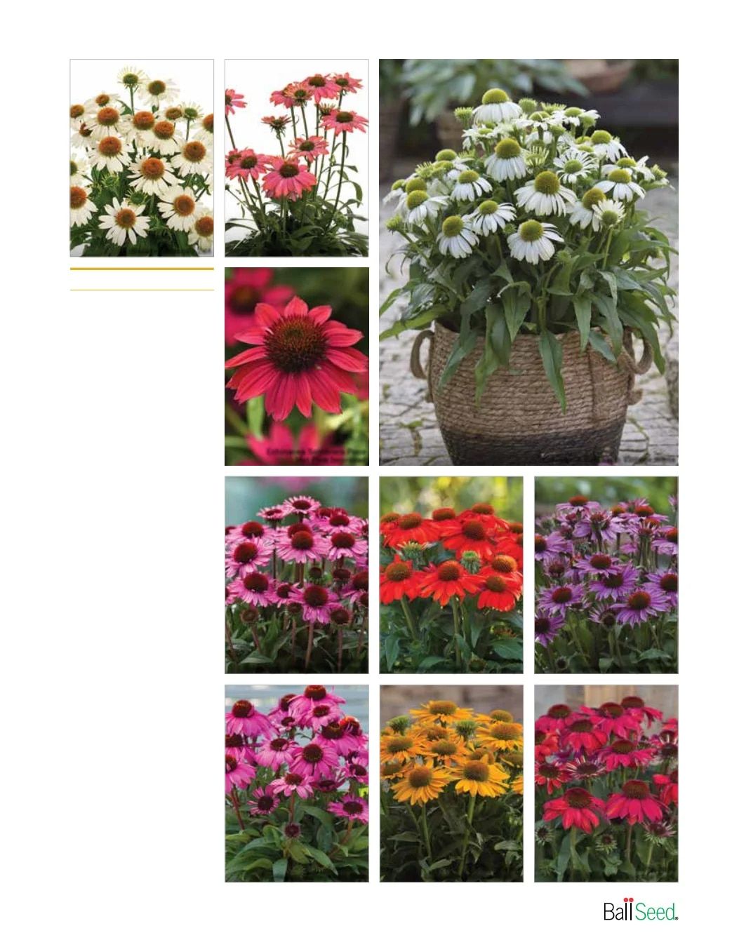Ball Seed New Varieties Catalog Weekly Ad August 1, 2026 - December 31, 2027
