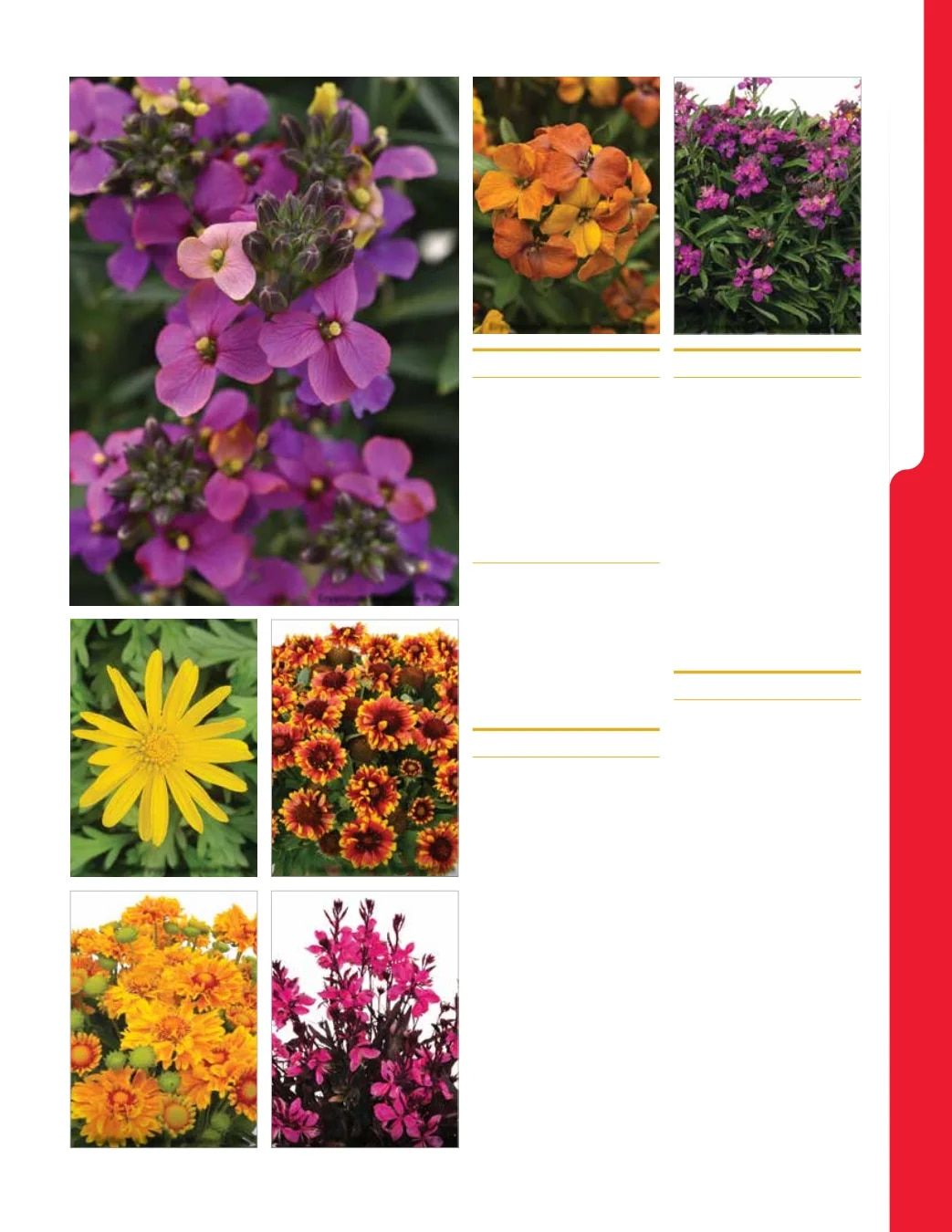 Ball Seed New Varieties Catalog Weekly Ad August 1, 2026 - December 31, 2027