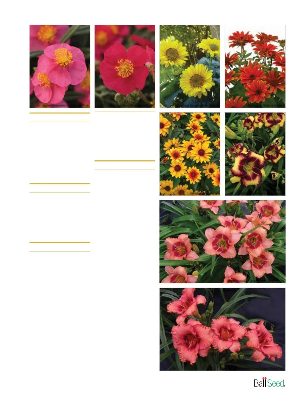 Ball Seed New Varieties Catalog Weekly Ad August 1, 2026 - December 31, 2027