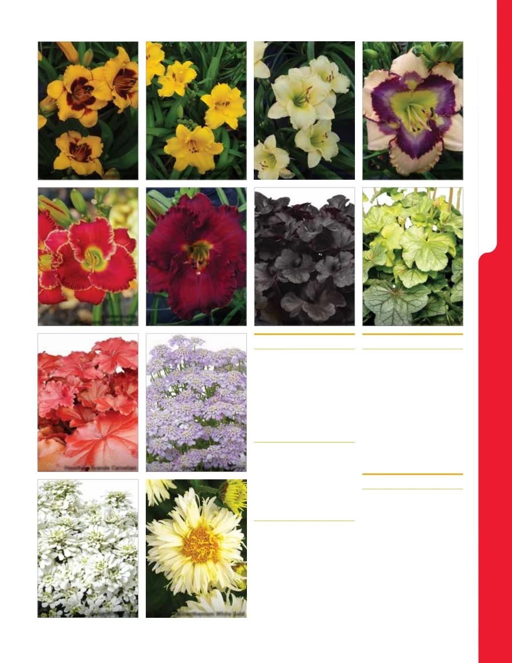 Ball Seed New Varieties Catalog Weekly Ad August 1, 2026 - December 31, 2027
