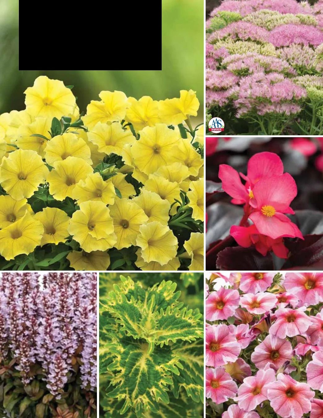 Ball Seed New Varieties Catalog Weekly Ad August 1, 2026 - December 31, 2027