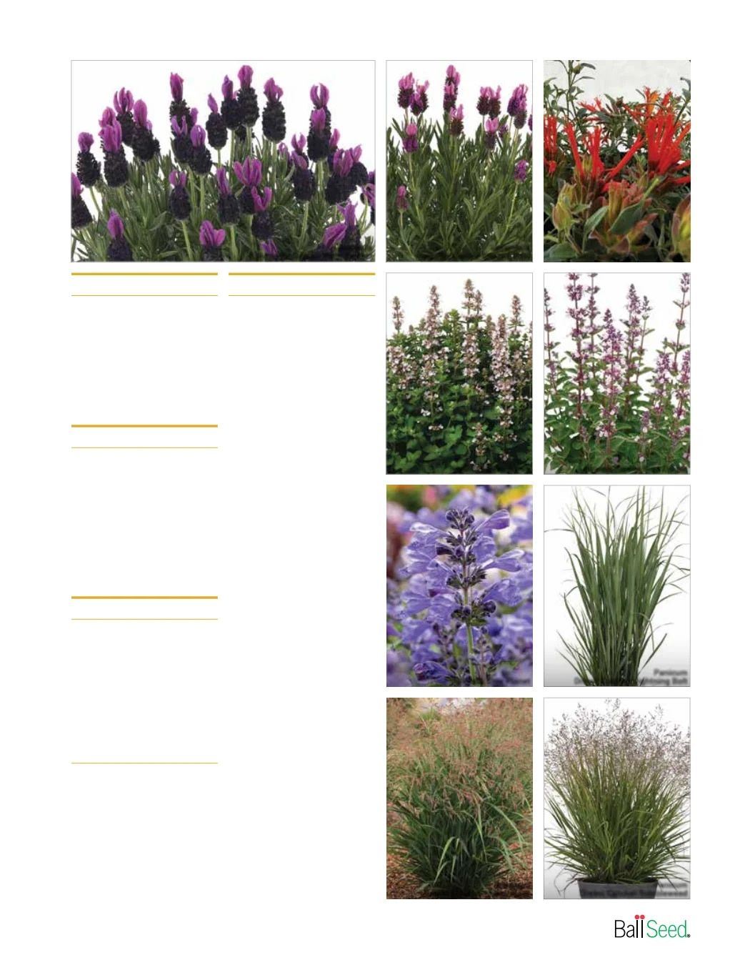 Ball Seed New Varieties Catalog Weekly Ad August 1, 2026 - December 31, 2027