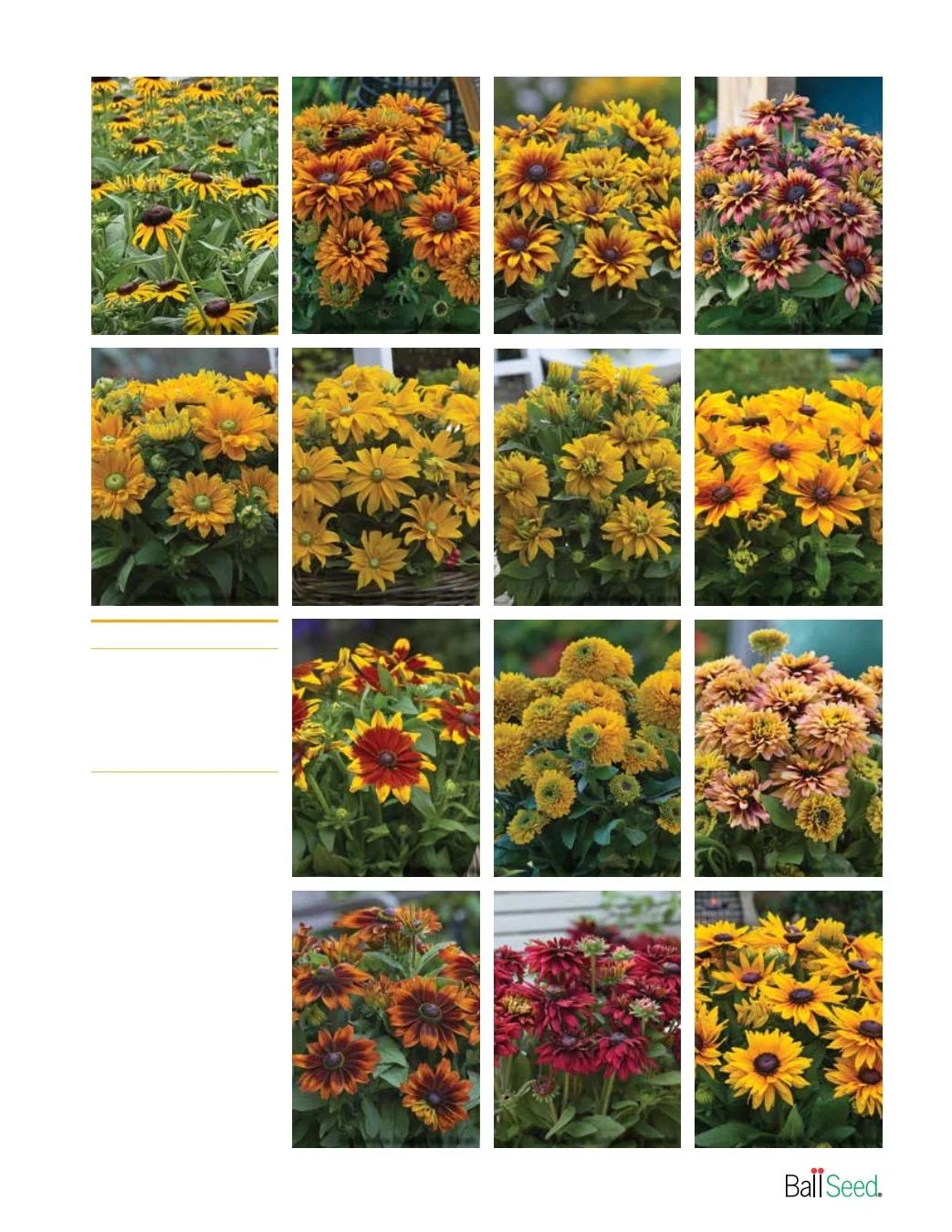 Ball Seed New Varieties Catalog Weekly Ad August 1, 2026 - December 31, 2027