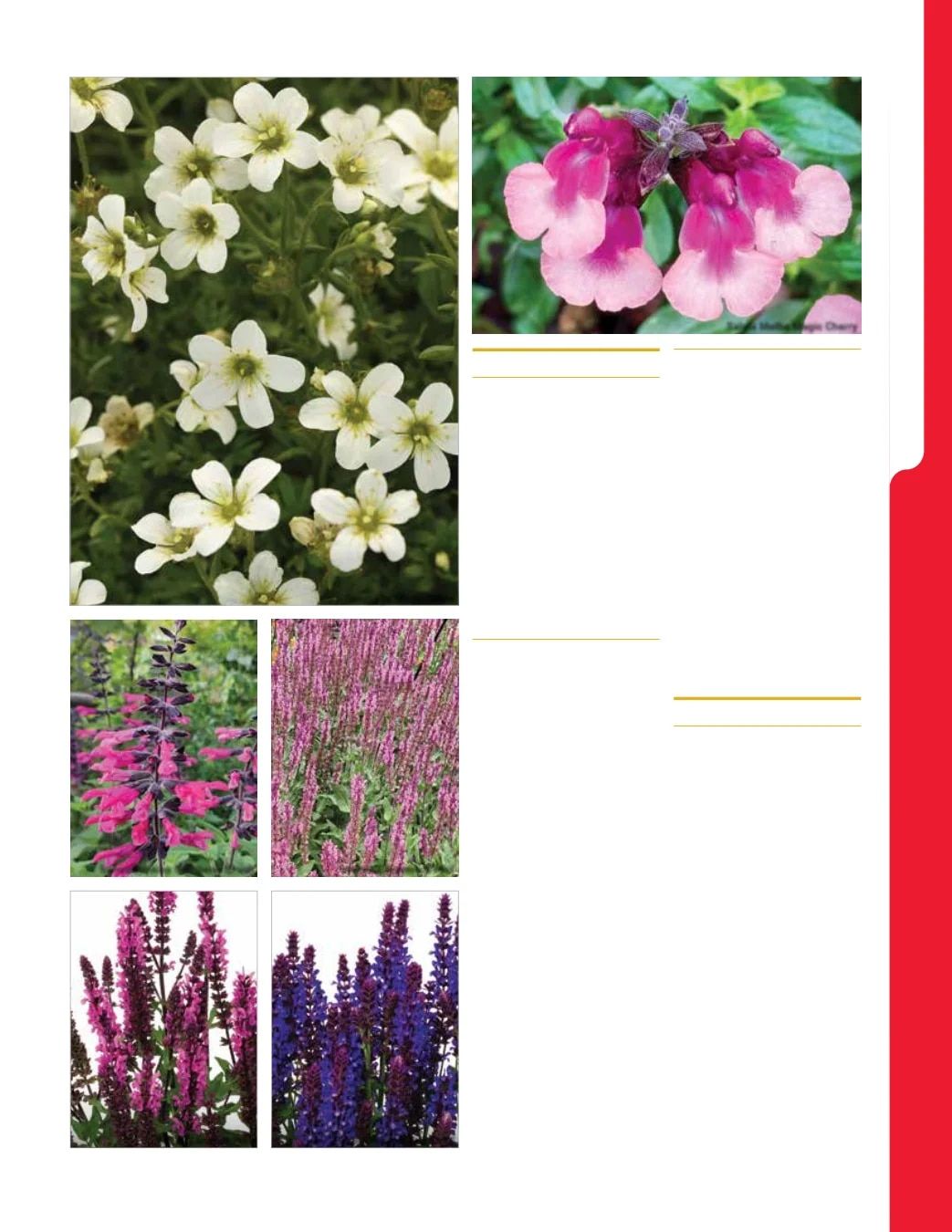 Ball Seed New Varieties Catalog Weekly Ad August 1, 2026 - December 31, 2027
