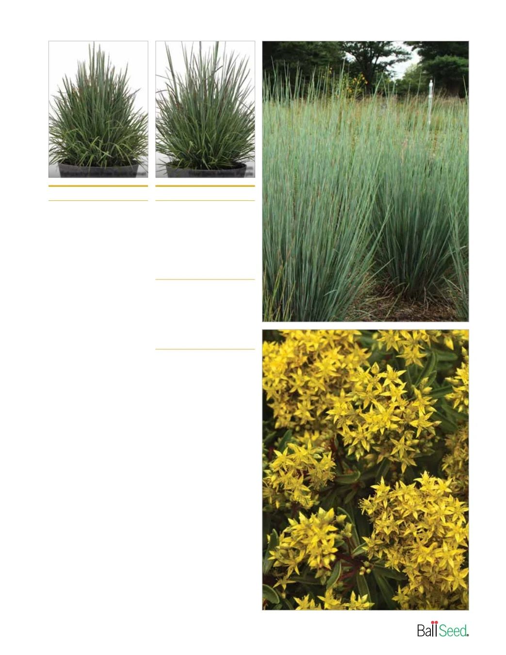 Ball Seed New Varieties Catalog Weekly Ad August 1, 2026 - December 31, 2027