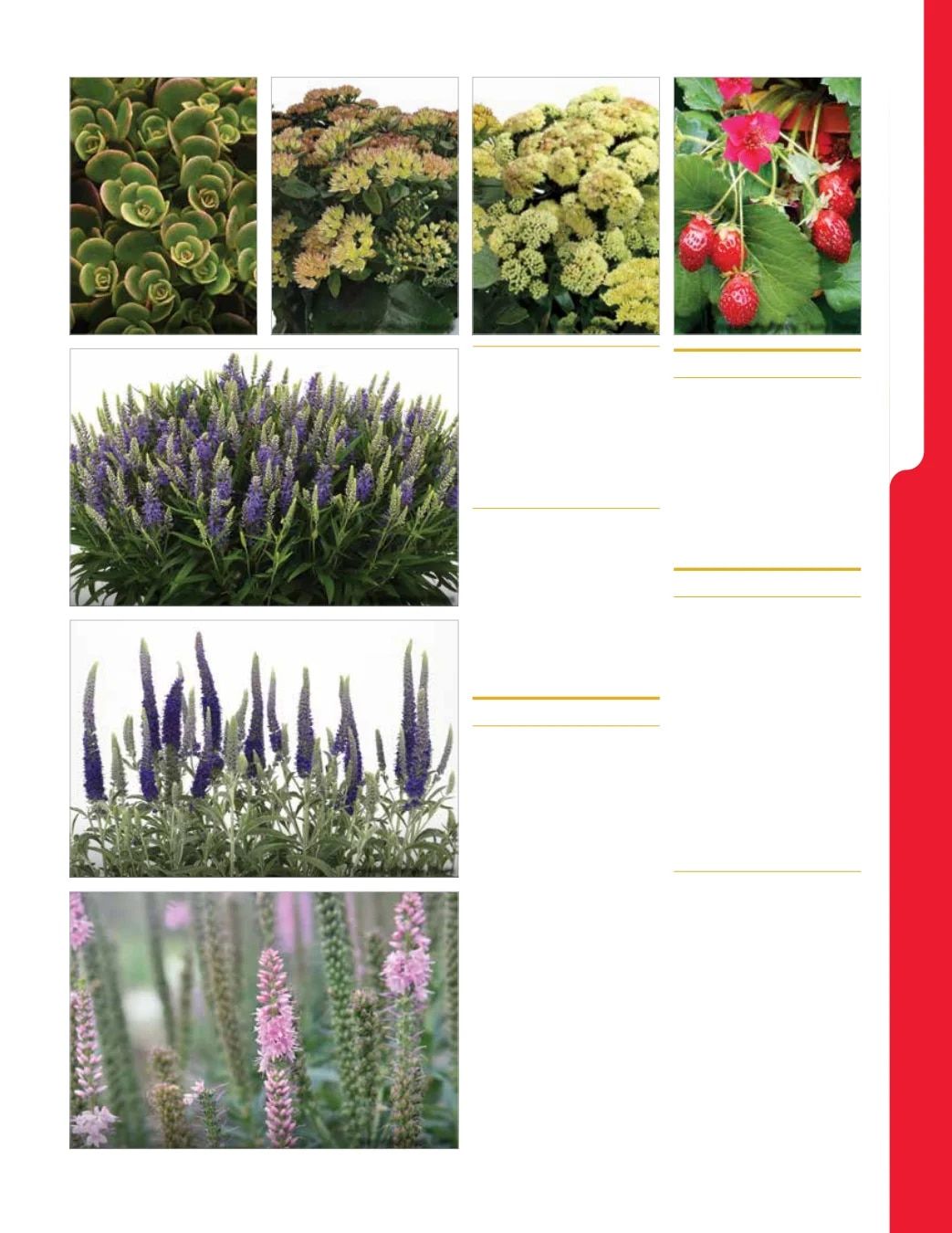 Ball Seed New Varieties Catalog Weekly Ad August 1, 2026 - December 31, 2027