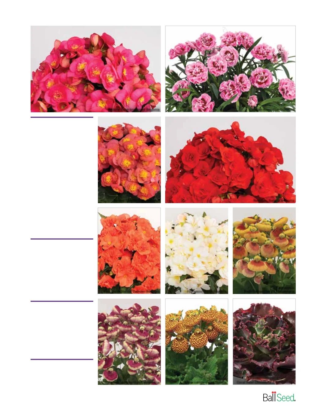 Ball Seed New Varieties Catalog Weekly Ad August 1, 2026 - December 31, 2027