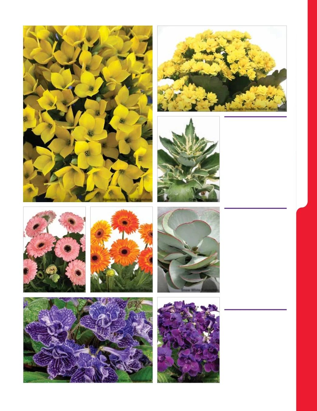 Ball Seed New Varieties Catalog Weekly Ad August 1, 2026 - December 31, 2027