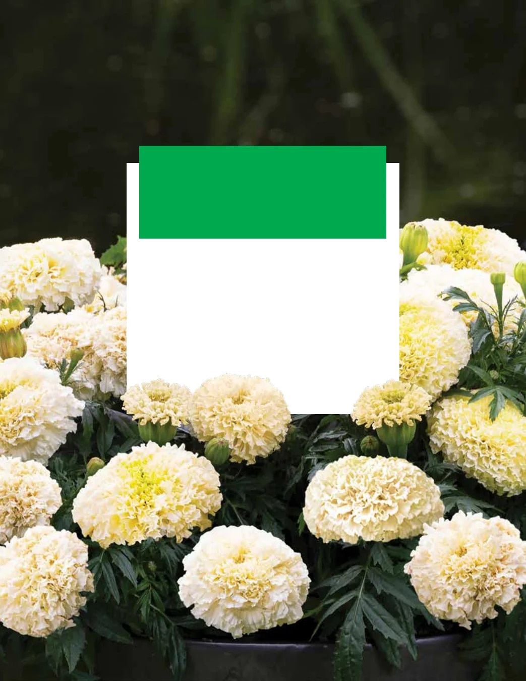 Ball Seed New Varieties Catalog Weekly Ad August 1, 2026 - December 31, 2027