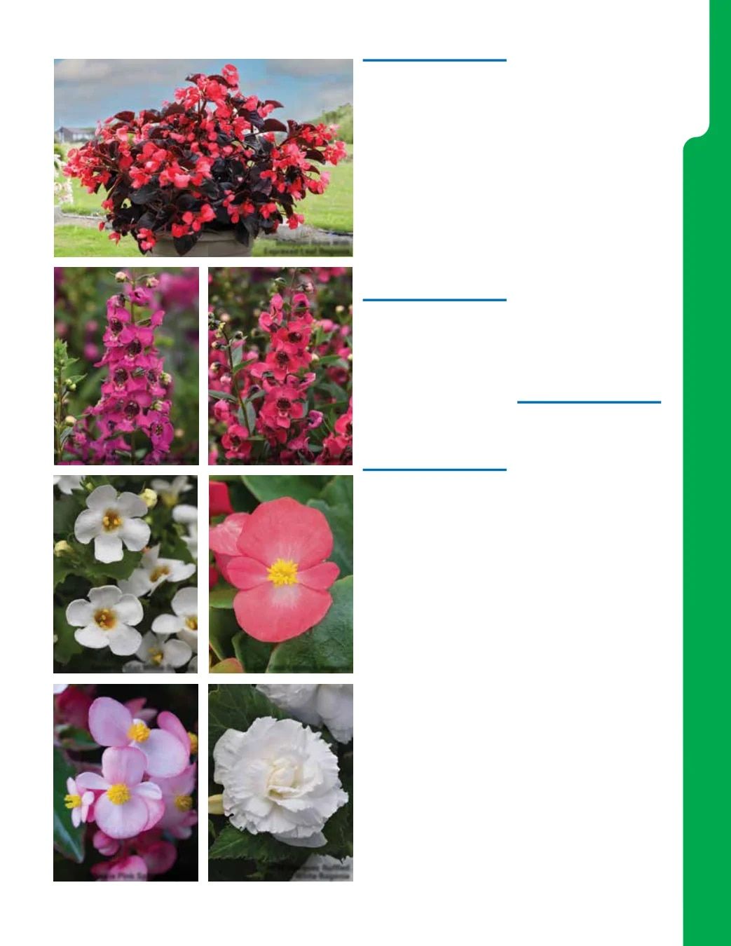 Ball Seed New Varieties Catalog Weekly Ad August 1, 2026 - December 31, 2027