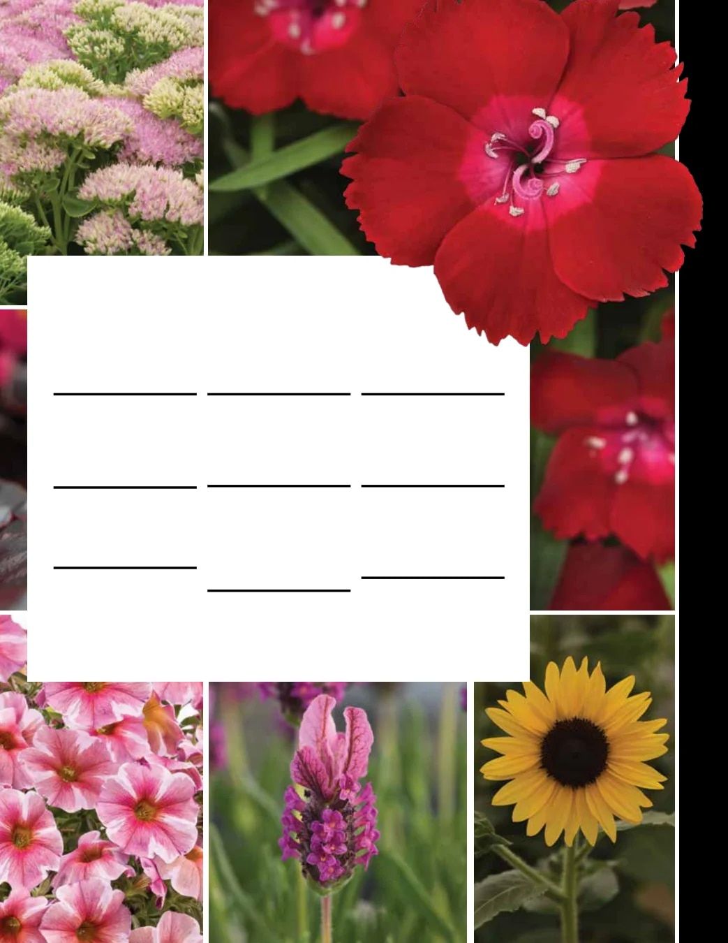 Ball Seed New Varieties Catalog Weekly Ad August 1, 2026 - December 31, 2027