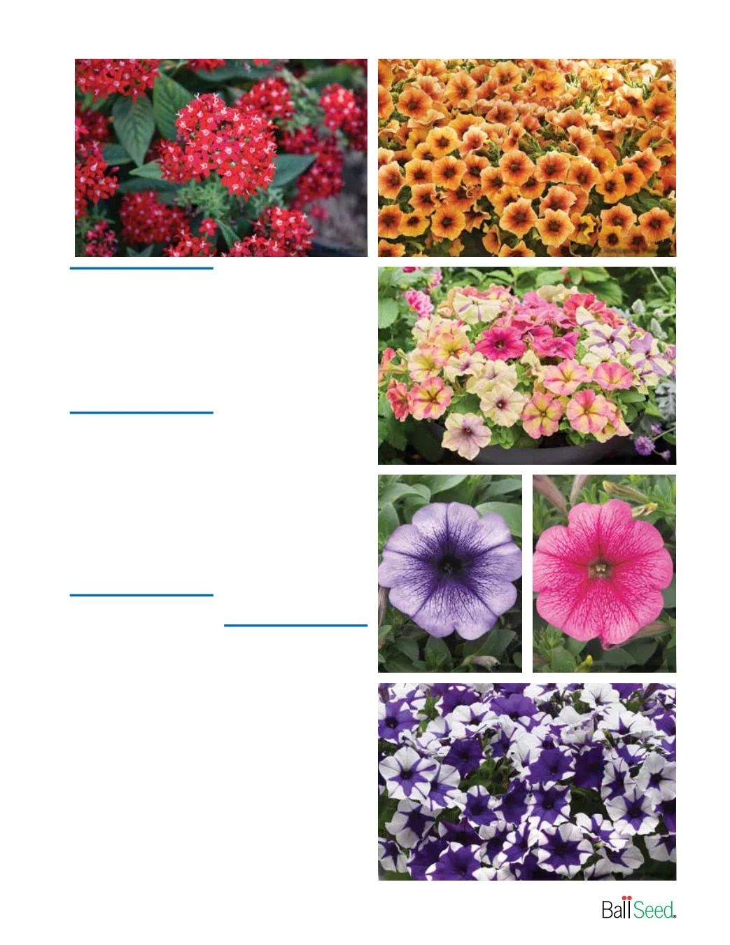 Ball Seed New Varieties Catalog Weekly Ad August 1, 2026 - December 31, 2027