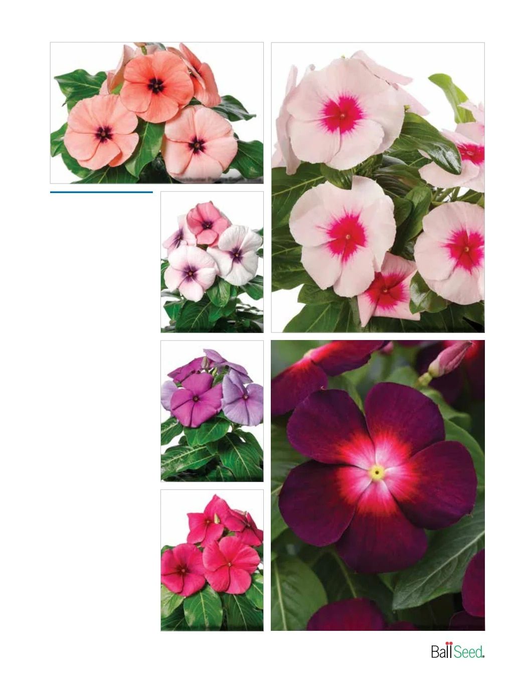 Ball Seed New Varieties Catalog Weekly Ad August 1, 2026 - December 31, 2027