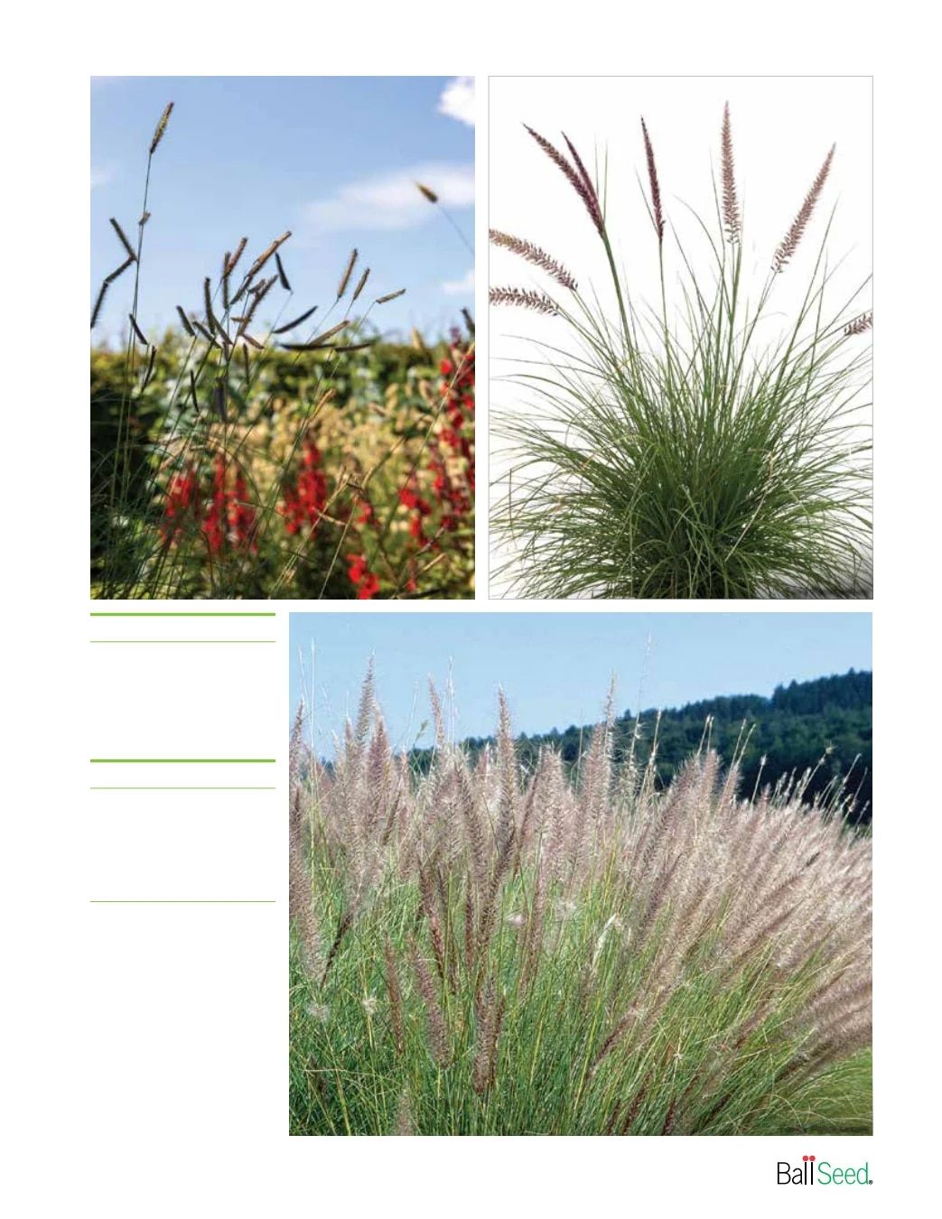 Ball Seed New Varieties Catalog Weekly Ad August 1, 2026 - December 31, 2027