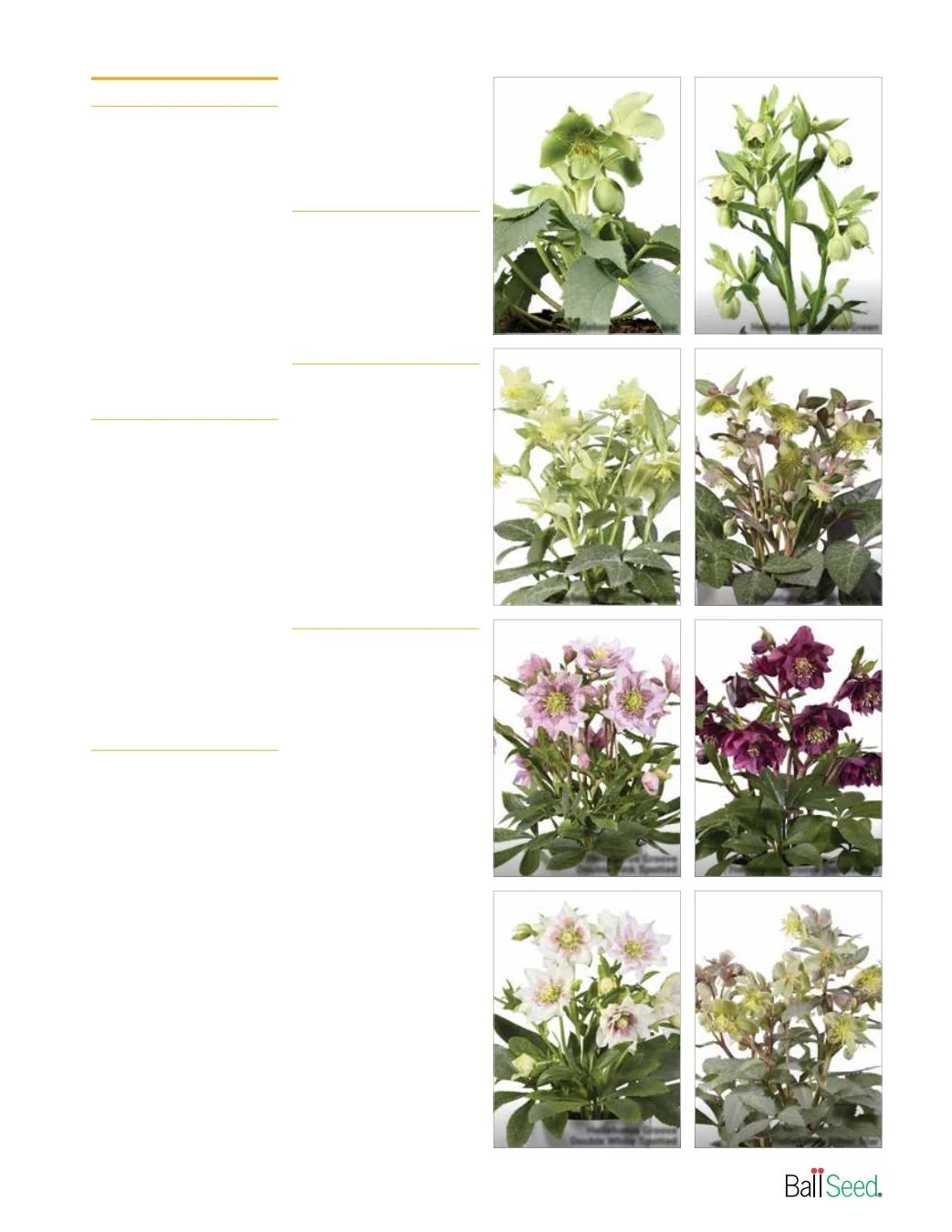 Ball Seed New Varieties Catalog Weekly Ad August 1, 2026 - December 31, 2027