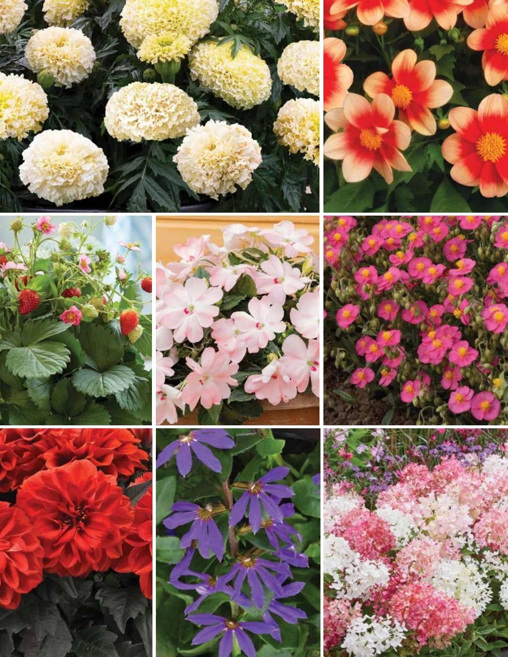 Ball Seed New Varieties Catalog Weekly Ad August 1, 2026 - December 31, 2027