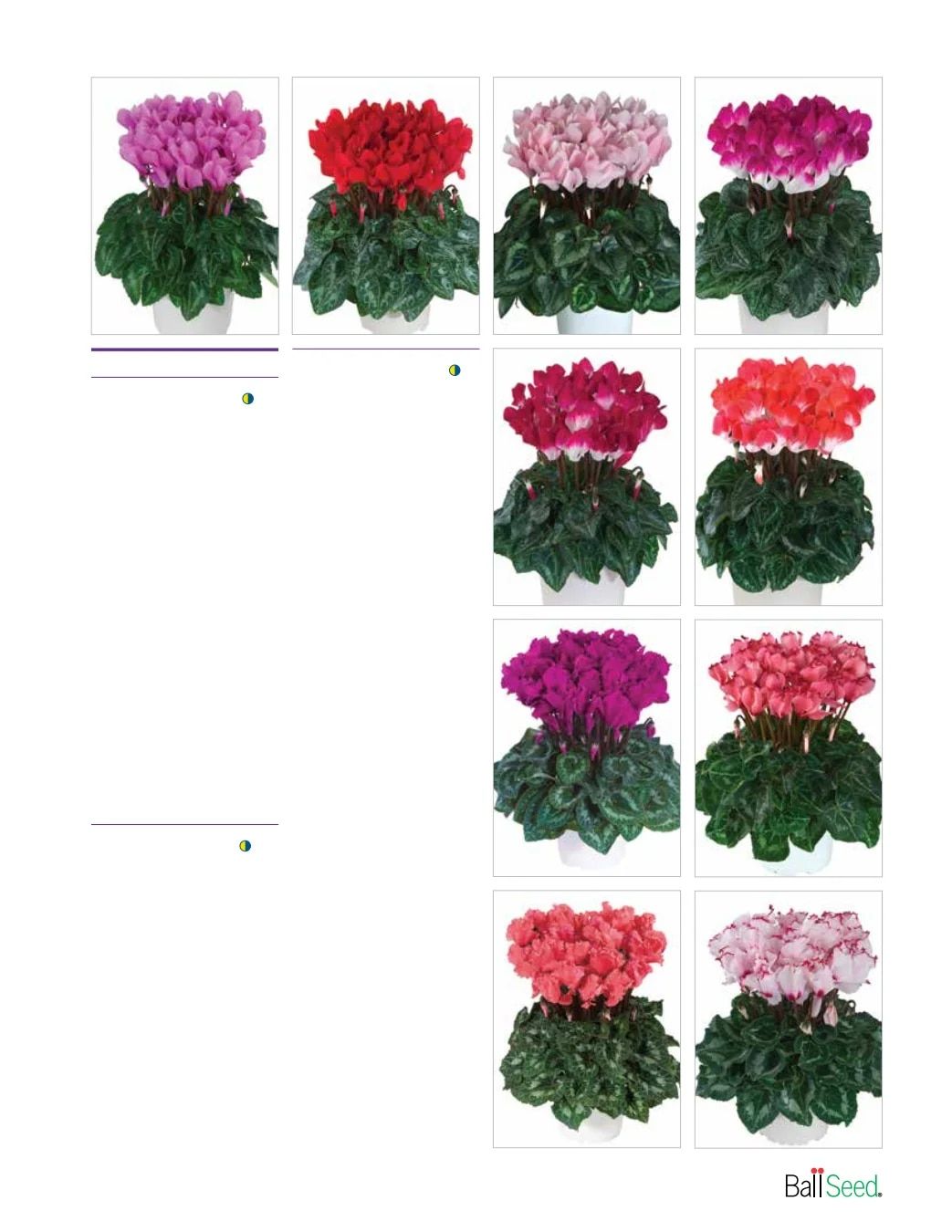 Ball Seed New Varieties Catalog Weekly Ad August 1, 2026 - December 31, 2027