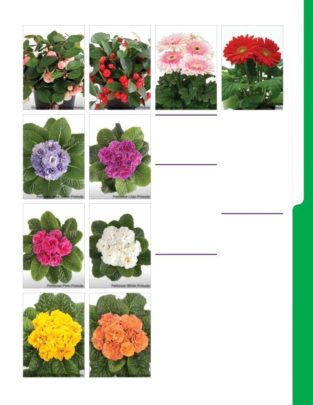 Ball Seed New Varieties Catalog Weekly Ad August 1, 2026 - December 31, 2027