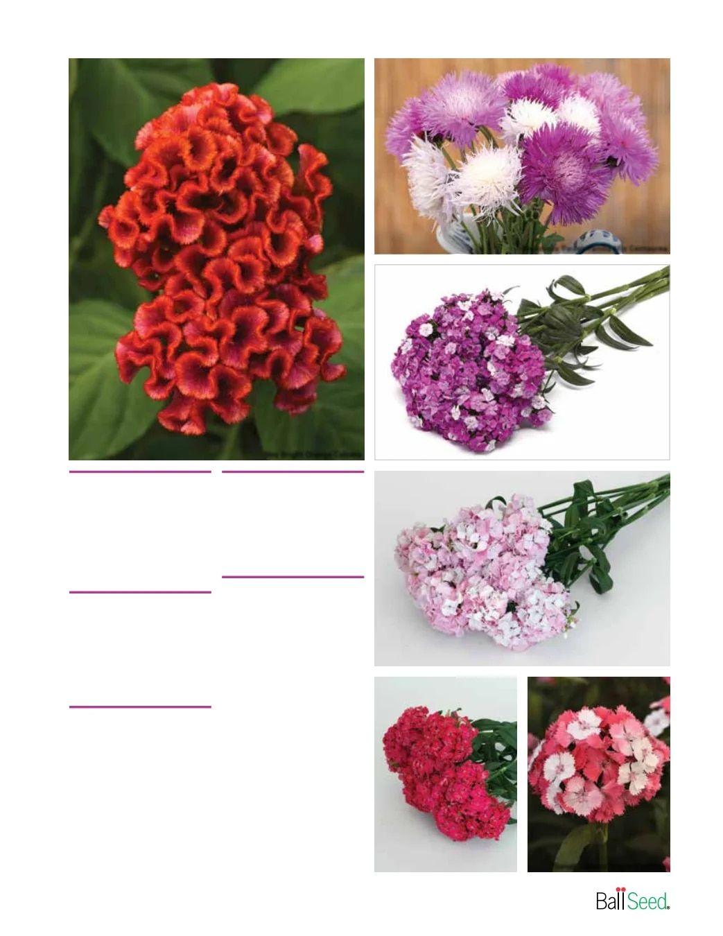 Ball Seed New Varieties Catalog Weekly Ad August 1, 2026 - December 31, 2027