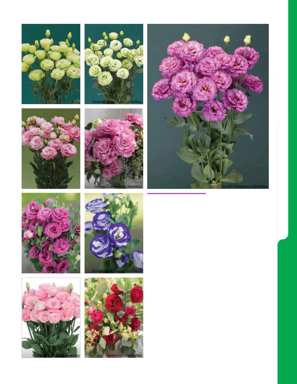 Ball Seed New Varieties Catalog Weekly Ad August 1, 2026 - December 31, 2027