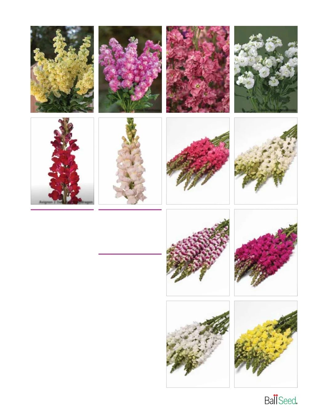Ball Seed New Varieties Catalog Weekly Ad August 1, 2026 - December 31, 2027