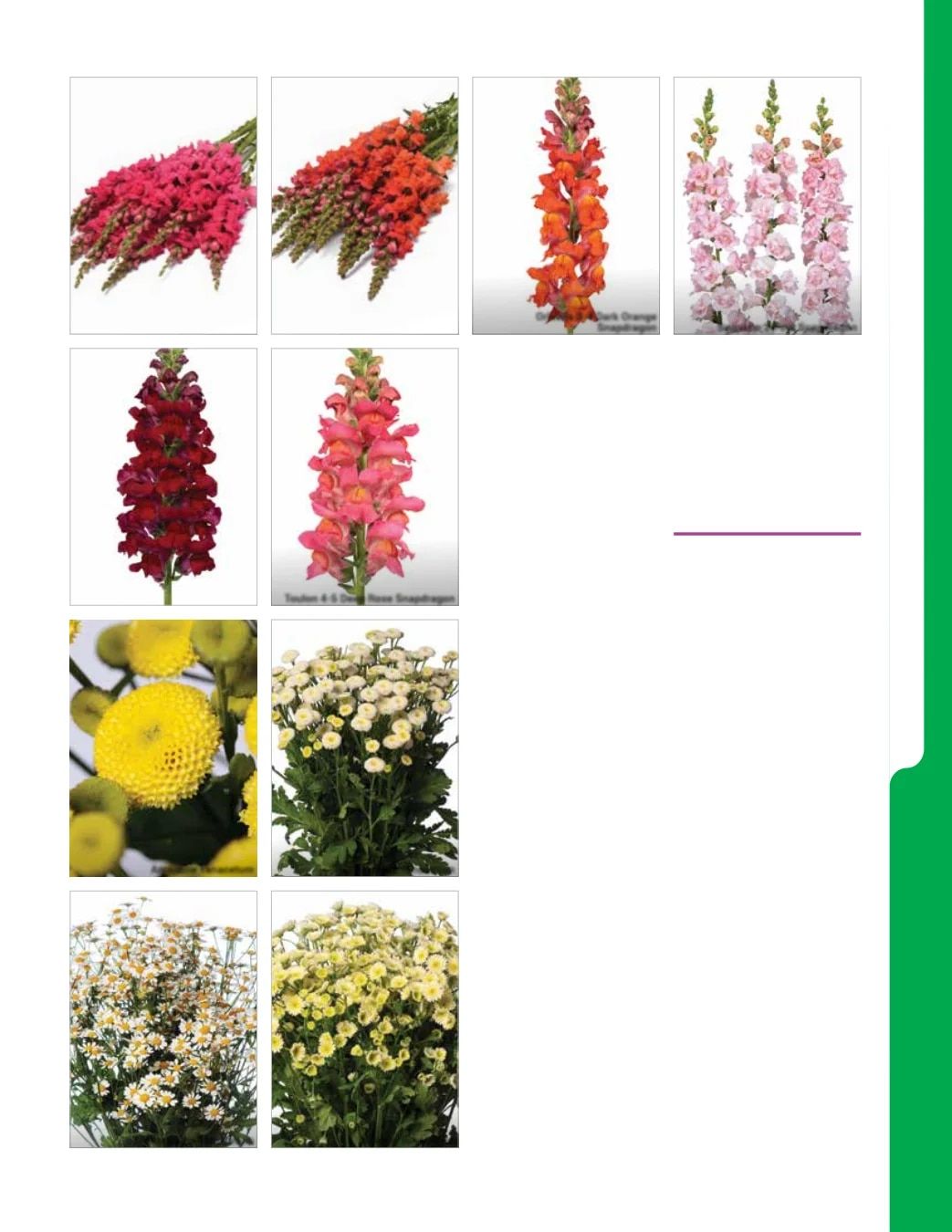 Ball Seed New Varieties Catalog Weekly Ad August 1, 2026 - December 31, 2027