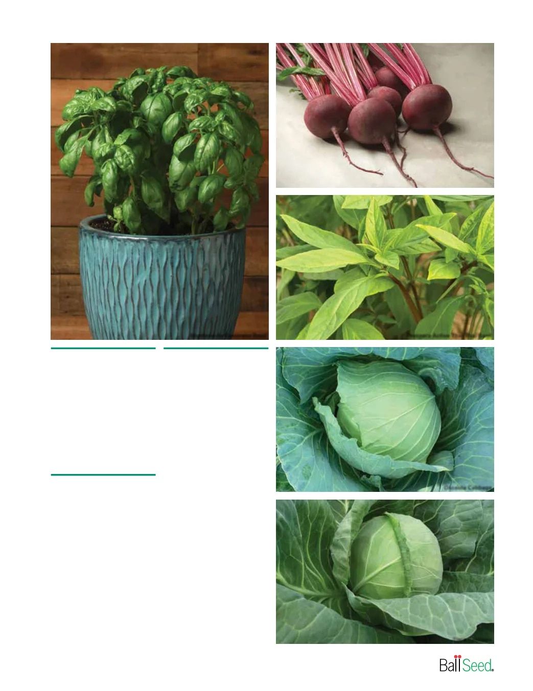 Ball Seed New Varieties Catalog Weekly Ad August 1, 2026 - December 31, 2027