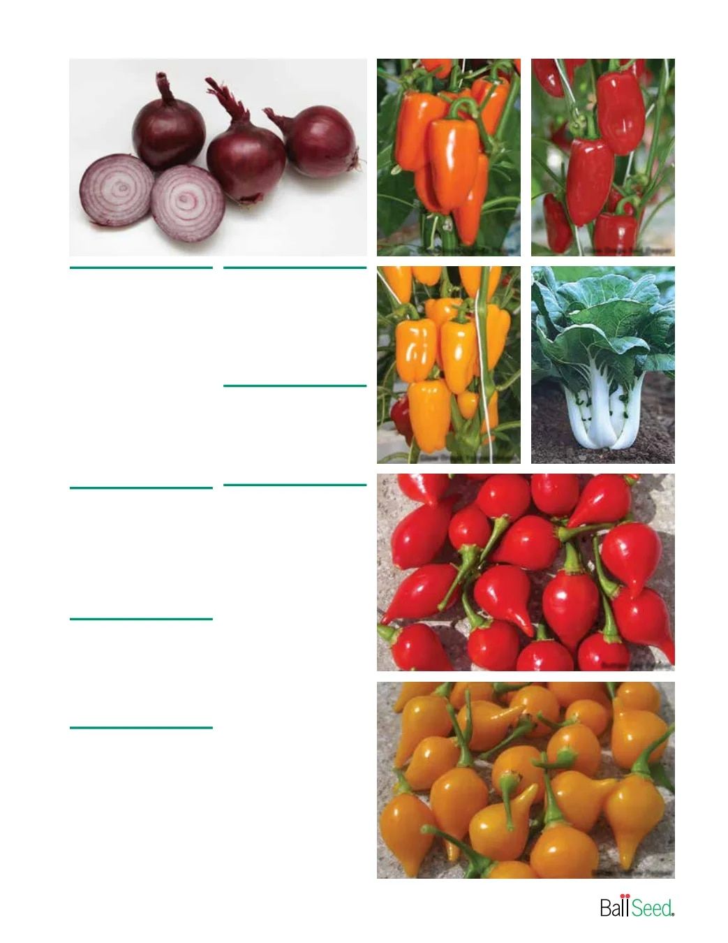 Ball Seed New Varieties Catalog Weekly Ad August 1, 2026 - December 31, 2027