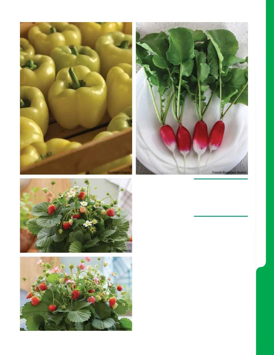 Ball Seed New Varieties Catalog Weekly Ad August 1, 2026 - December 31, 2027
