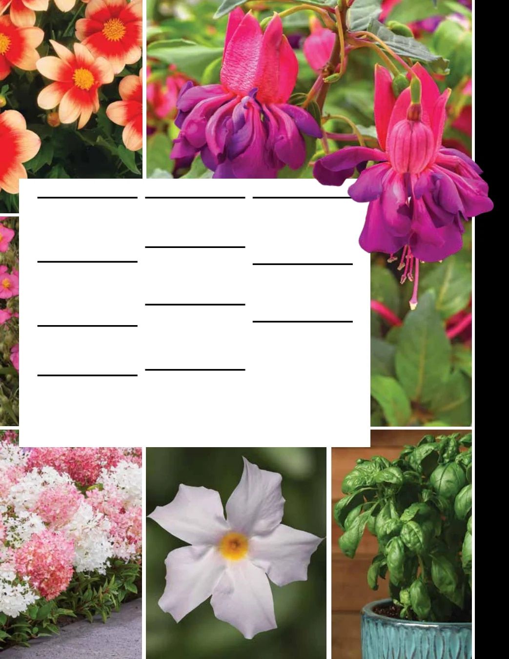Ball Seed New Varieties Catalog Weekly Ad August 1, 2026 - December 31, 2027