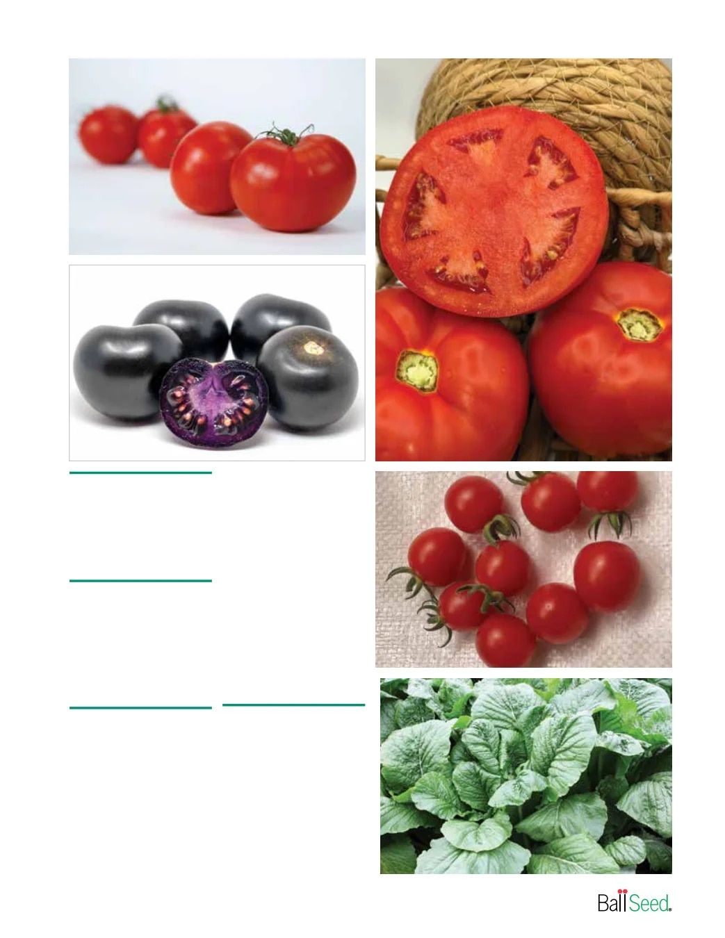 Ball Seed New Varieties Catalog Weekly Ad August 1, 2026 - December 31, 2027