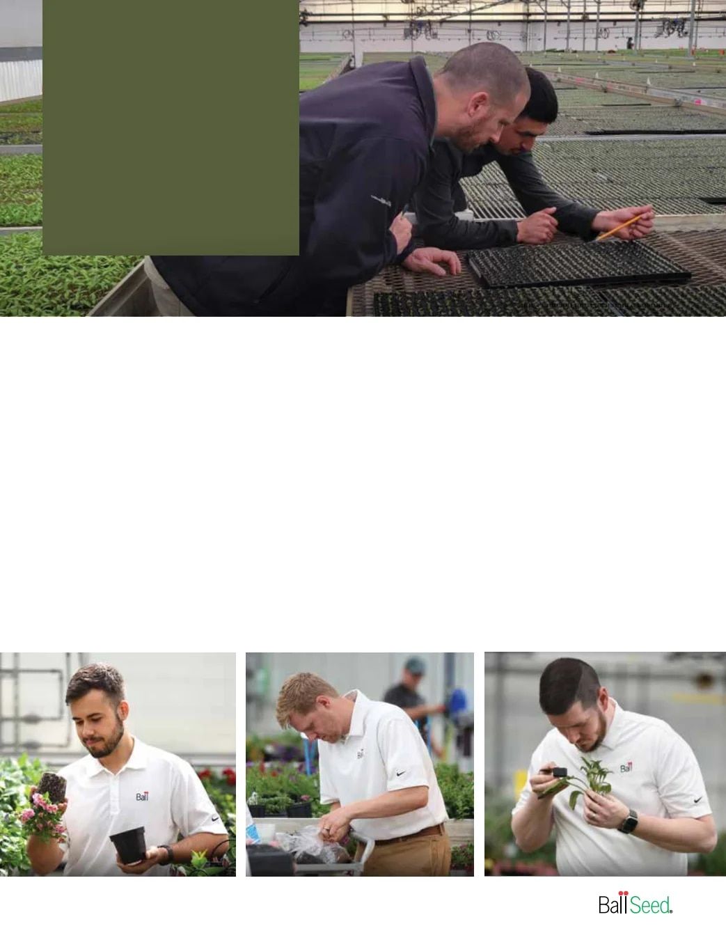 Ball Seed New Varieties Catalog Weekly Ad August 1, 2026 - December 31, 2027